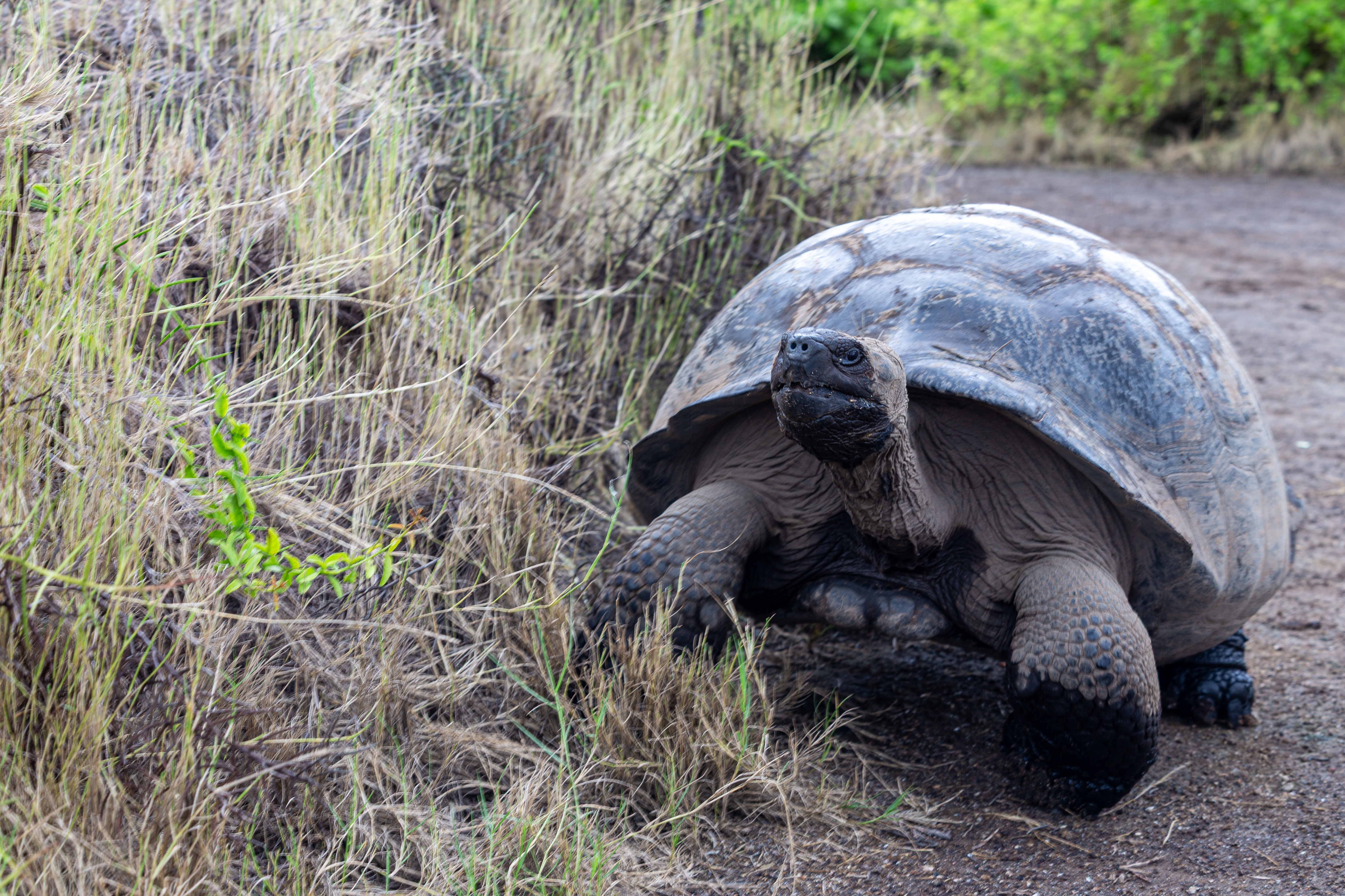 Giant tortoise walking along a dirt path beside tall dry grass